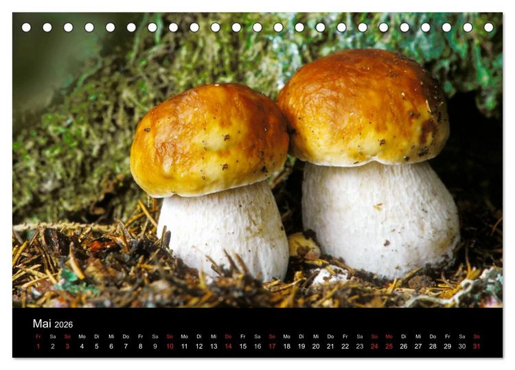 Produktbild: Pilze (Tischkalender 2026 DIN A5 quer), CALVENDO Monatskalender