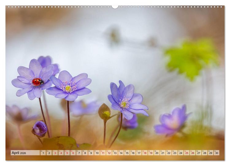 Produktbild: M&auml;rchenwelt der Wildblumen (hochwertiger Premium Wandkalender 2026 DIN A2 quer), Kunstdruck in Hochglanz