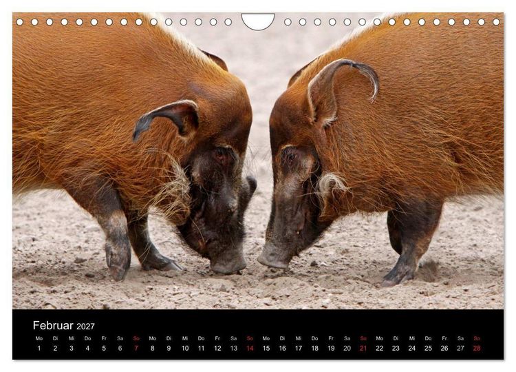 Produktbild: Schweinereien (Wandkalender 2027 DIN A4 quer), CALVENDO Monatskalender