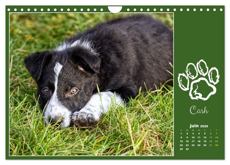 Produktbild: Border collie puppies (Calendrier mural 2026 DIN A4 vertical), CALVENDO calendrier mensuel