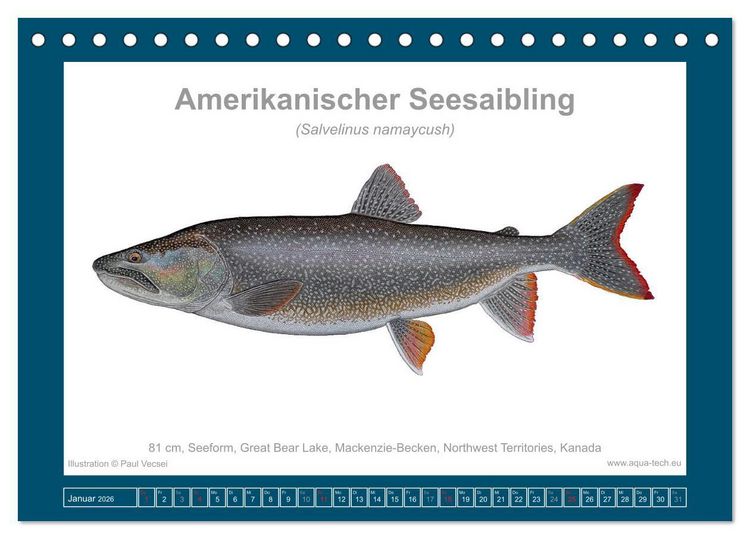 Produktbild: Fisch als Kunst 2026: Amerikanische Saiblinge (Tischkalender 2026 DIN A5 quer), CALVENDO Monatskalender