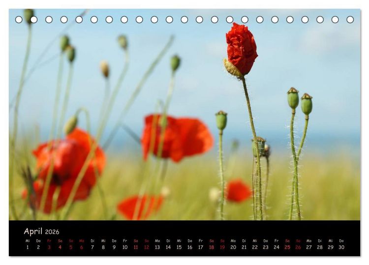 Produktbild: Just Mohn (Tischkalender 2026 DIN A5 quer), CALVENDO Monatskalender