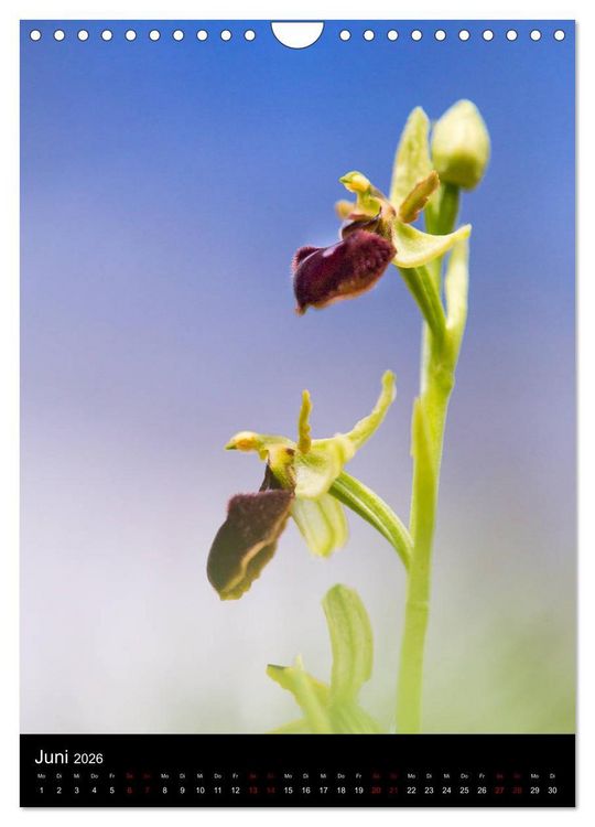 Produktbild: Im richtigen Licht: Wilde Orchideen in S&uuml;dbayern (Wandkalender 2026 DIN A4 hoch), CALVENDO Monatskalender