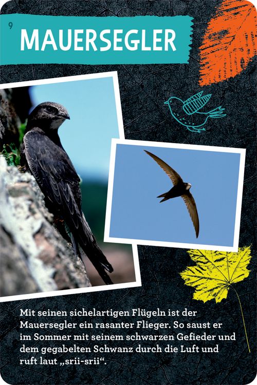 Produktbild: 50 V&ouml;gel bestimmen