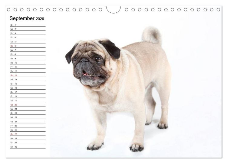 Produktbild: Mops - unwiderstehlich und charmant (Wandkalender 2026 DIN A4 quer), CALVENDO Monatskalender