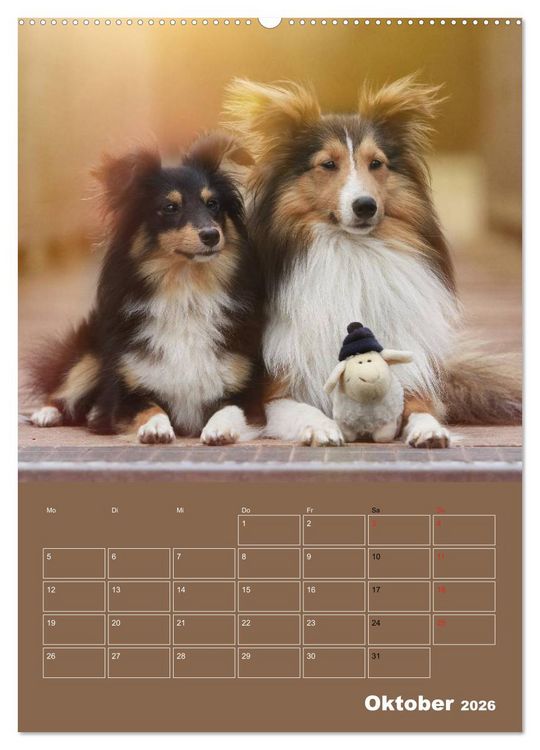 Produktbild: SHELTIES Herzensbrecher auf 4 Pfoten (hochwertiger Premium Wandkalender 2026 DIN A2 hoch), Kunstdruck in Hochglanz