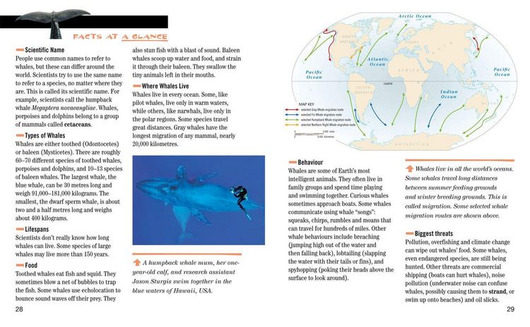 Produktbild: Face to Face with Whales