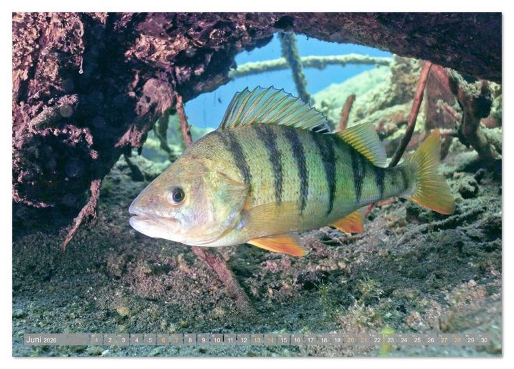 Produktbild: Forelle, Hecht und St&ouml;r: Fische in europ&auml;ischen Gew&auml;ssern (Tischkalender 2026 DIN A5 quer), CALVENDO Monatskalender