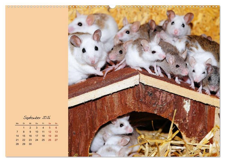 Produktbild: Mausige Zeiten! Putzige Gesellen mit Knopfaugen (hochwertiger Premium Wandkalender 2026 DIN A2 quer), Kunstdruck in Hochglanz