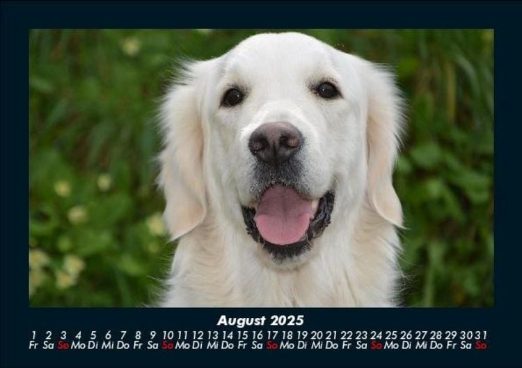 Produktbild: Der Hundekalender 2025 Fotokalender DIN A5