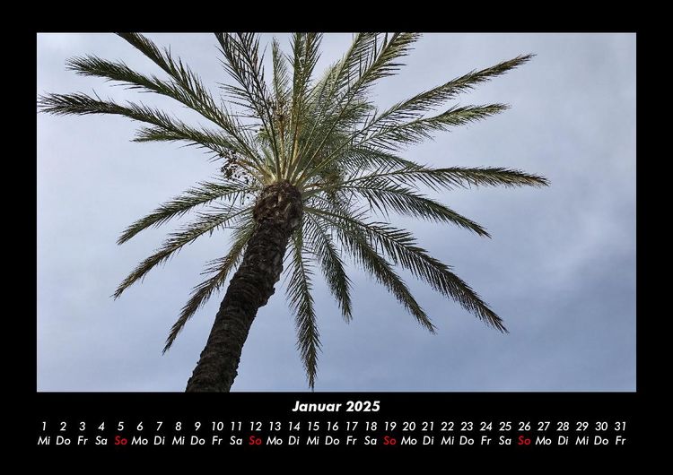 Produktbild: Palmentraum 2025 Fotokalender DIN A3