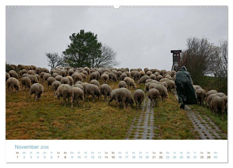 Produktbild: Mit Schafen durch das Jahr (Wandkalender 2026 DIN A2 quer), CALVENDO Monatskalender