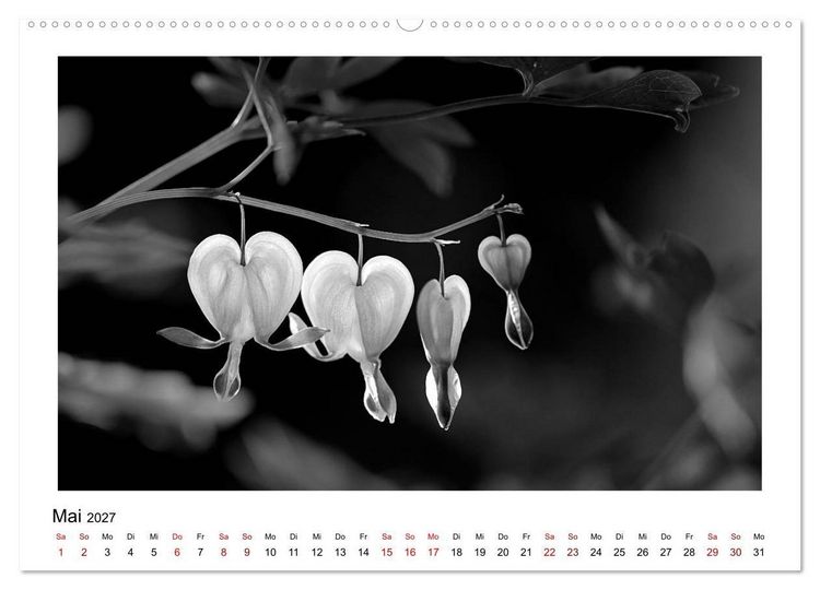 Produktbild: Die grafische Sch&ouml;nheit der Pflanzen &ndash; Schwarz-Wei&szlig; (hochwertiger Premium Wandkalender 2027 DIN A2 quer), Kunstdruck in Hochglanz