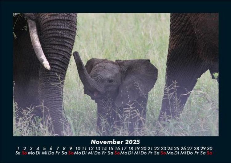 Produktbild: Der Elefantenkalender 2025 Fotokalender DIN A5