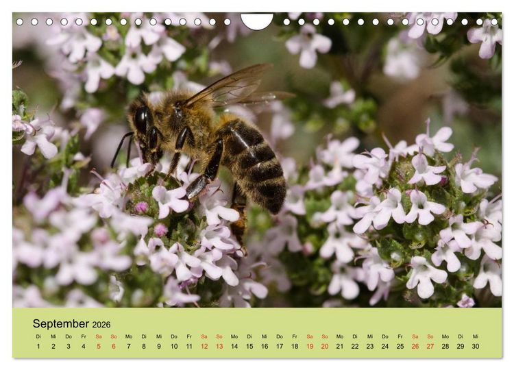 Produktbild: Bienen bei der Arbeit (Wandkalender 2026 DIN A4 quer), CALVENDO Monatskalender