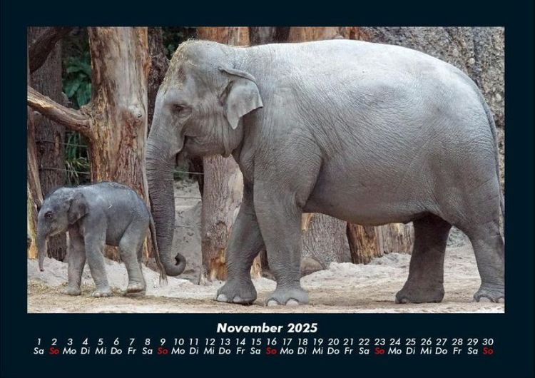 Produktbild: Elefanten - Die sanften Riesen Afrikas 2025 Fotokalender DIN A4