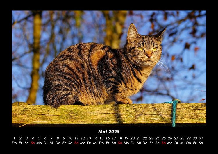 Produktbild: Katzen 2025 Fotokalender DIN A3