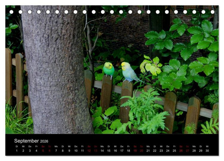 Produktbild: Wellensittichtr&auml;ume - Der neue Wellensittich-Naturkalender (Tischkalender 2026 DIN A5 quer), CALVENDO Monatskalender
