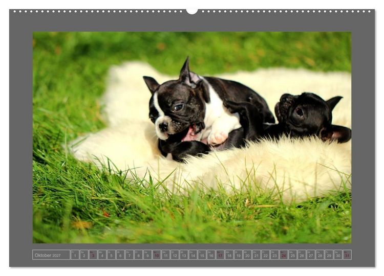 Produktbild: Franz&ouml;sische Bulldoggen (hochwertiger Premium Wandkalender 2027 DIN A2 quer), Kunstdruck in Hochglanz