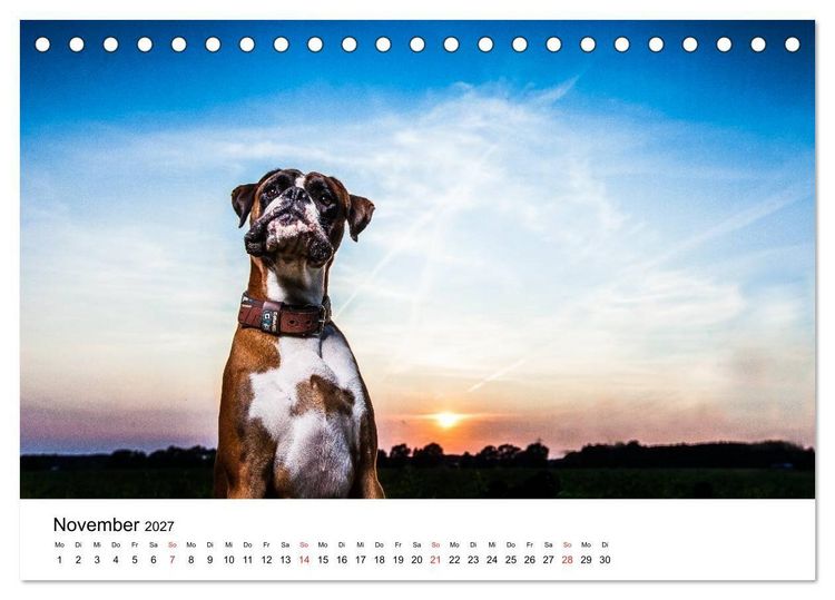 Produktbild: Deutscher Boxer (Tischkalender 2027 DIN A5 quer), CALVENDO Monatskalender