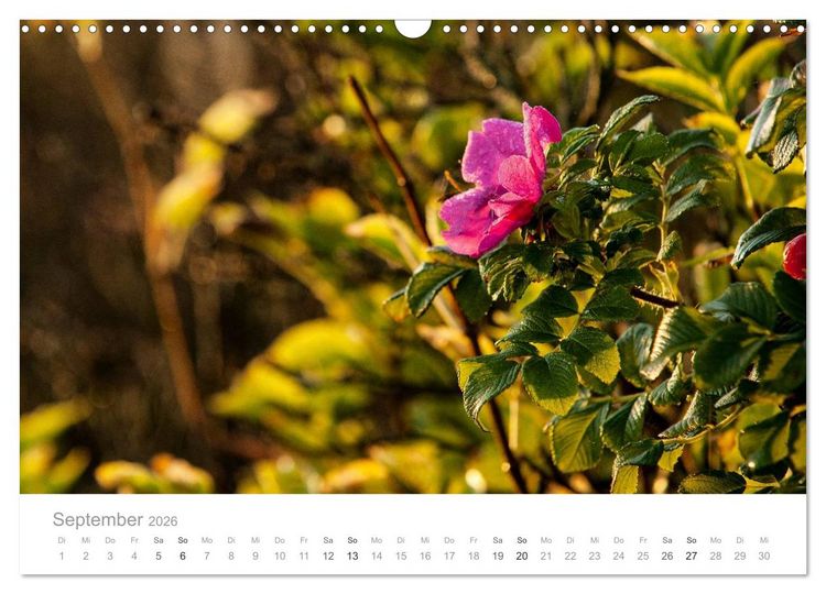 Produktbild: Traumziel D&auml;nemark (Wandkalender 2026 DIN A3 quer), CALVENDO Monatskalender