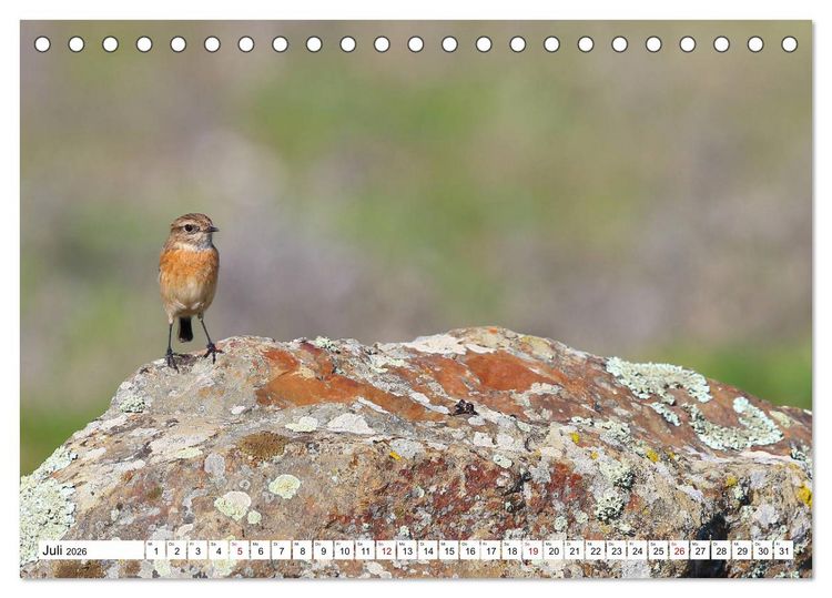 Produktbild: V&ouml;gel in der Extremadura (Tischkalender 2026 DIN A5 quer), CALVENDO Monatskalender