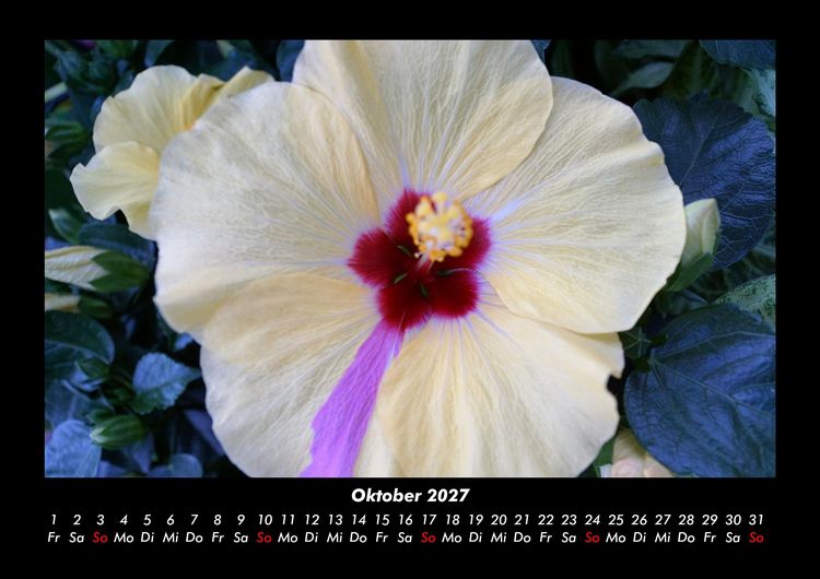 Produktbild: Blumentr&auml;ume 2027 Fotokalender DIN A3