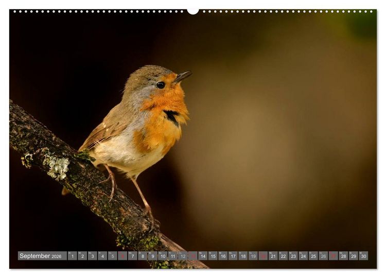 Produktbild: INNE BOTANIK - V&ouml;gel im Ruhrpott (hochwertiger Premium Wandkalender 2026 DIN A2 quer), Kunstdruck in Hochglanz