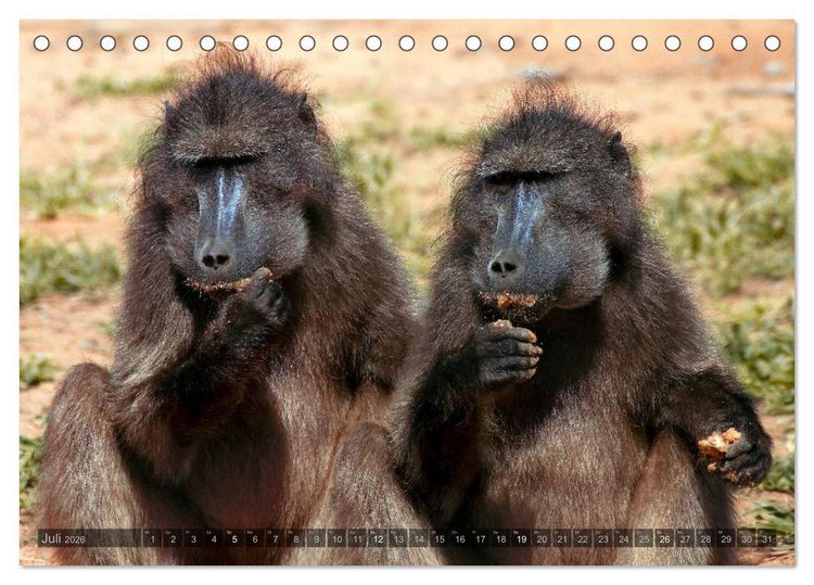 Produktbild: Namibia - Die Tierwelt (Tischkalender 2026 DIN A5 quer), CALVENDO Monatskalender