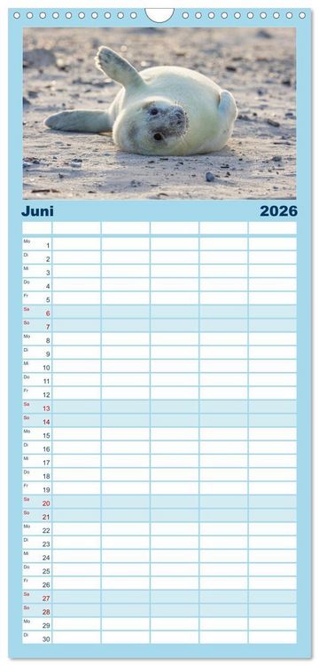 Produktbild: Familienplaner 2026 - Junge Kegelrobben mit 5 Spalten (Wandkalender, 21 x 45 cm) CALVENDO