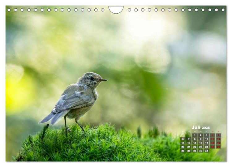 Produktbild: V&ouml;gel in heimischen W&auml;ldern (Wandkalender 2026 DIN A4 quer), CALVENDO Monatskalender