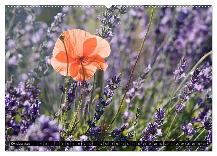 Produktbild: Provence Impressionen (Wandkalender 2026 DIN A2 quer), CALVENDO Monatskalender