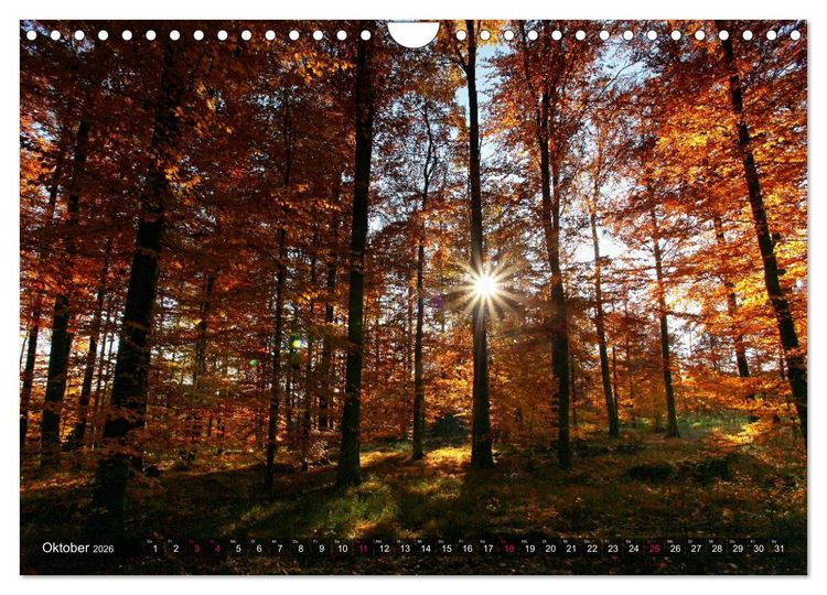 Produktbild: Erleuchtung im Wald (Wandkalender 2026 DIN A4 quer), CALVENDO Monatskalender