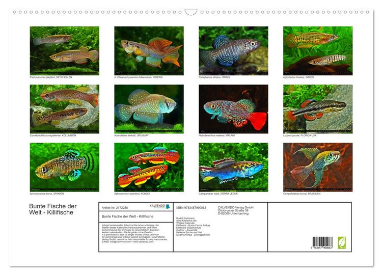 Produktbild: Bunte Fische der Welt - Killifische (Wandkalender 2026 DIN A2 quer), CALVENDO Monatskalender