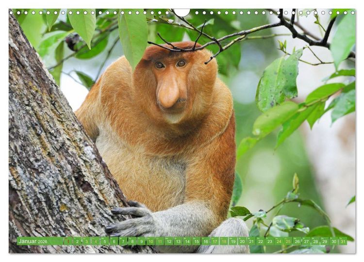 Produktbild: Leben im Dschungel: Der Regenwald ist ein Paradies f&uuml;r Tiere (Wandkalender 2026 DIN A3 quer), CALVENDO Monatskalender