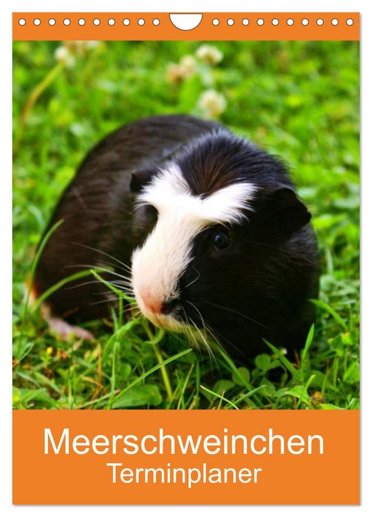 Produktbild: Meerschweinchen Terminplaner (Wandkalender 2026 DIN A4 hoch), CALVENDO Monatskalender