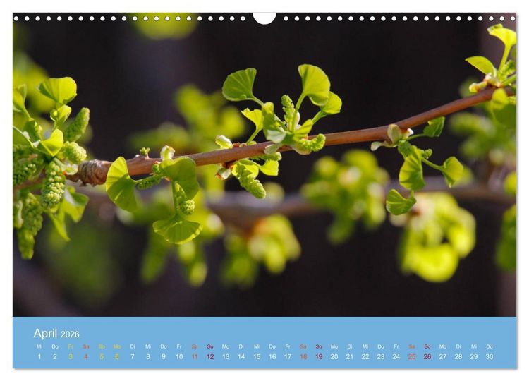 Produktbild: Geliebter Ginkgo (Wandkalender 2026 DIN A3 quer), CALVENDO Monatskalender