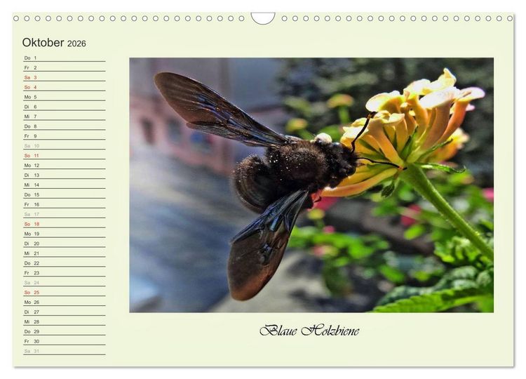 Produktbild: Blaue Holzbiene &ndash; Hummel &ndash; und Taubenschw&auml;nzchen. (Wandkalender 2026 DIN A3 quer), CALVENDO Monatskalender