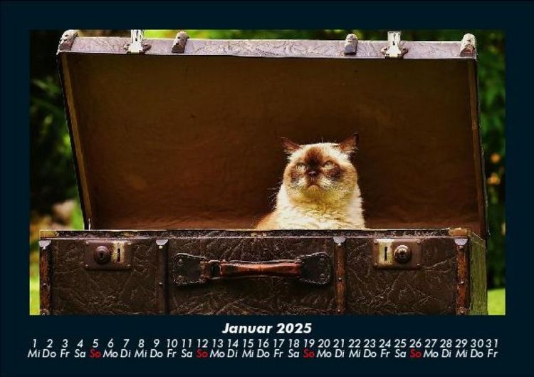 Produktbild: F&uuml;r Katzenfreunde 2025 Fotokalender DIN A5