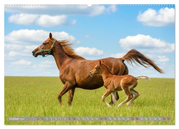 Produktbild: The Magic of Happy Foals (High Quality Premium Wall Calendar 2027 DIN A2 landscape),CALVENDO 12 Month Wall Calendar