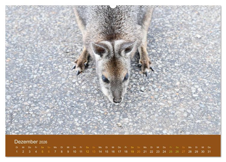 Produktbild: K&auml;ngurus, sprunghafte Gesellen (hochwertiger Premium Wandkalender 2026 DIN A2 quer), Kunstdruck in Hochglanz