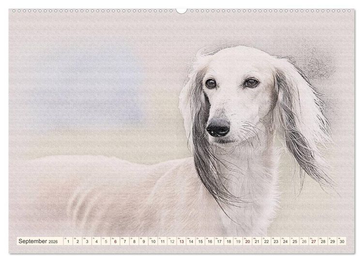 Produktbild: Windhunde 2026 (hochwertiger Premium Wandkalender 2026 DIN A2 quer), Kunstdruck in Hochglanz