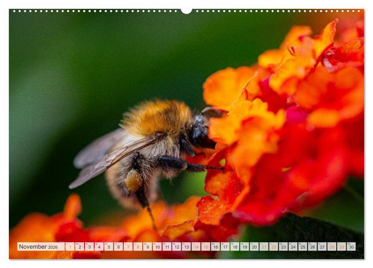 Produktbild: Bienen und Hummeln in Aktion (hochwertiger Premium Wandkalender 2026 DIN A2 quer), Kunstdruck in Hochglanz