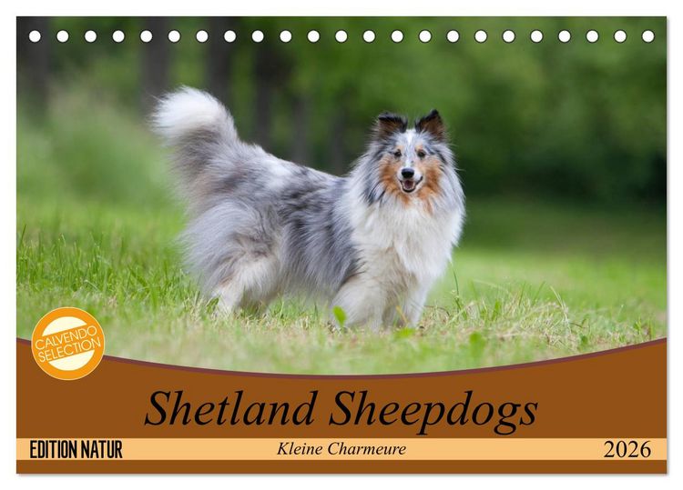 Produktbild: Shetland Sheepdogs - Kleine Charmeure (Tischkalender 2026 DIN A5 quer), CALVENDO Monatskalender