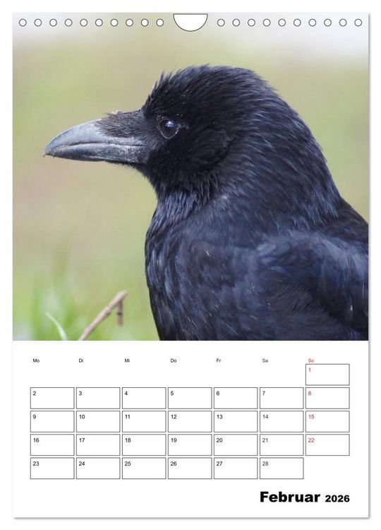 Produktbild: Rabenv&ouml;gel Terminplaner (Wandkalender 2026 DIN A4 hoch), CALVENDO Monatskalender