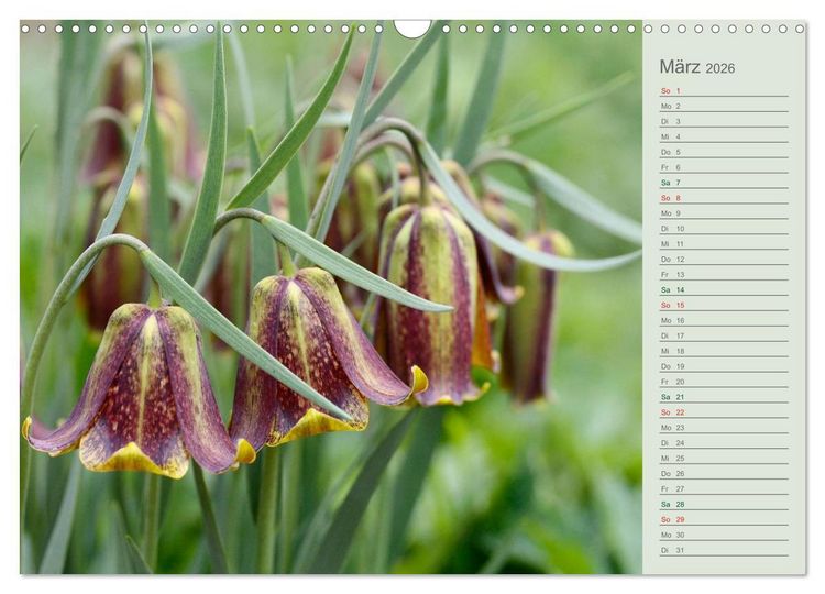 Produktbild: Liebenswerte Gl&ouml;ckchen (Wandkalender 2026 DIN A3 quer), CALVENDO Monatskalender