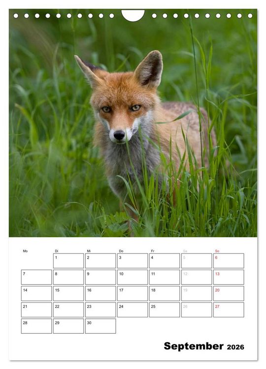 Produktbild: Rotfuchs - Impressionen (Wandkalender 2026 DIN A4 hoch), CALVENDO Monatskalender