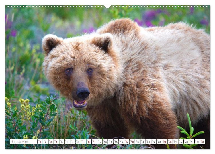 Produktbild: KANADA - Die B&auml;ren der Rocky Mountains (hochwertiger Premium Wandkalender 2026 DIN A2 quer), Kunstdruck in Hochglanz