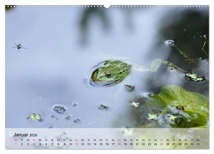Produktbild: Frosch m&uuml;sste man sein! (Wandkalender 2026 DIN A2 quer), CALVENDO Monatskalender