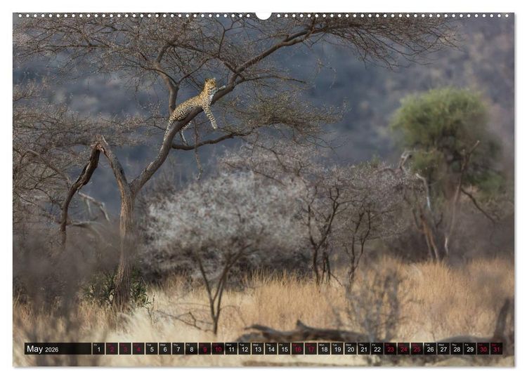 Produktbild: Leopards in the wild (High Quality Premium Wall Calendar 2026 DIN A2 landscape),CALVENDO 12 Month Wall Calendar